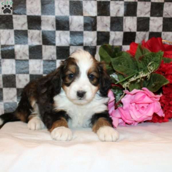 Vesper, Mini Bernedoodle Puppy